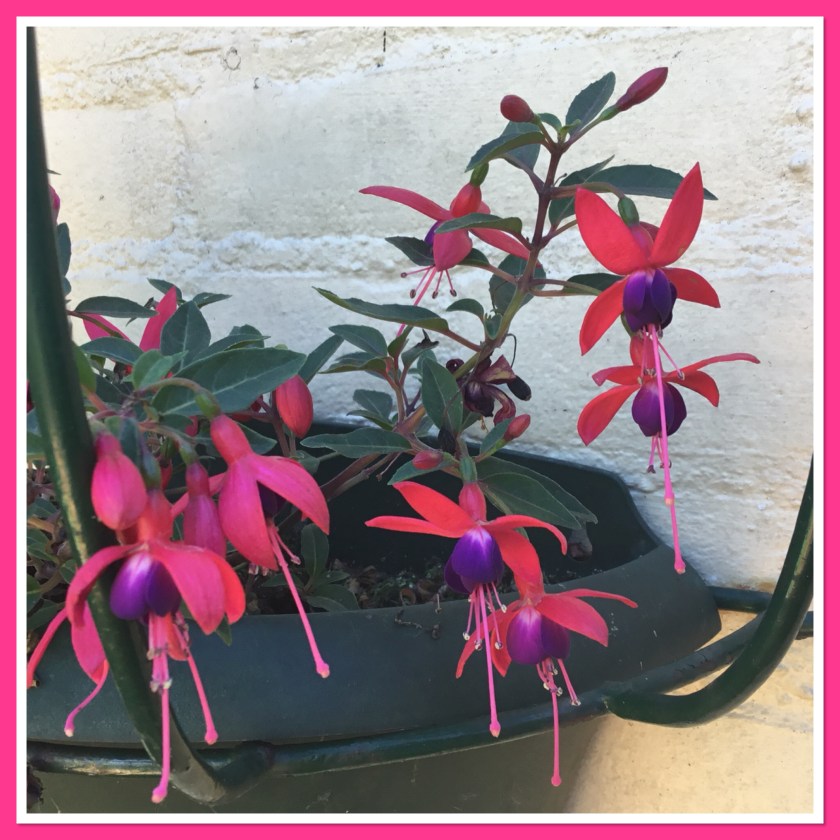 Nail inspiration pic. Bright pink and purple fuchsia plant hanging on our wall