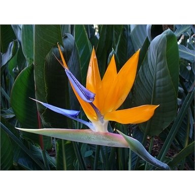 Strelitzia Regina, Bird of Paradise flower. 