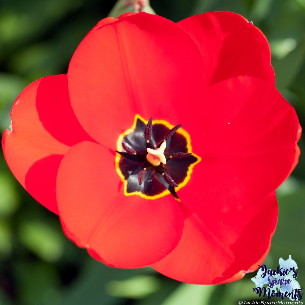 Red tulip