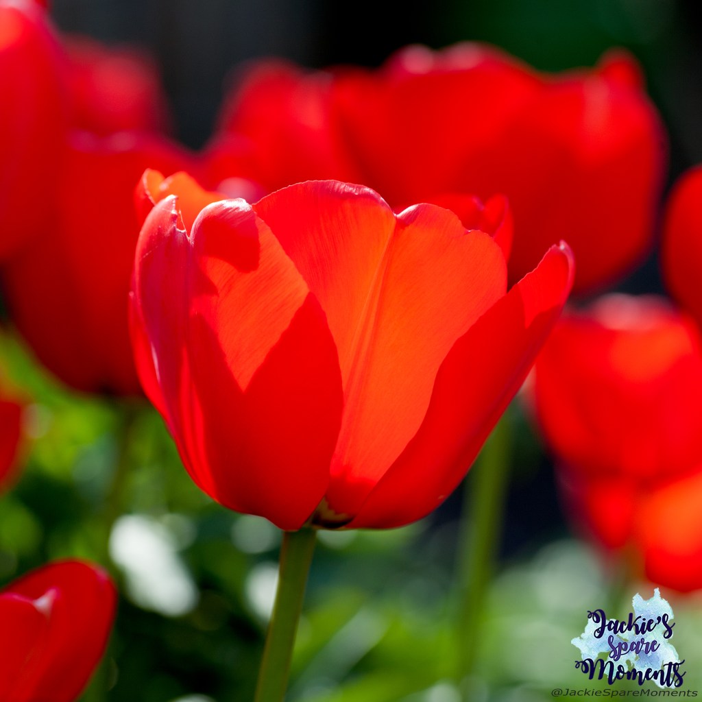 Red tulips
