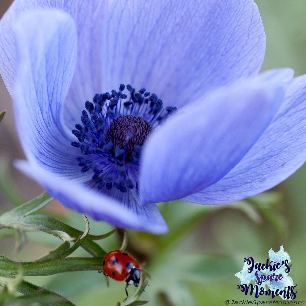 Anemone with ladybug