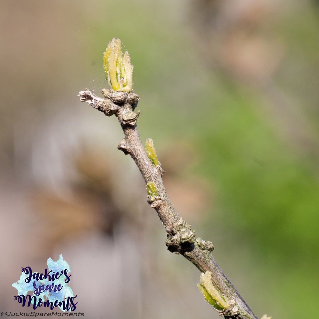 Budding Hibiscus twig