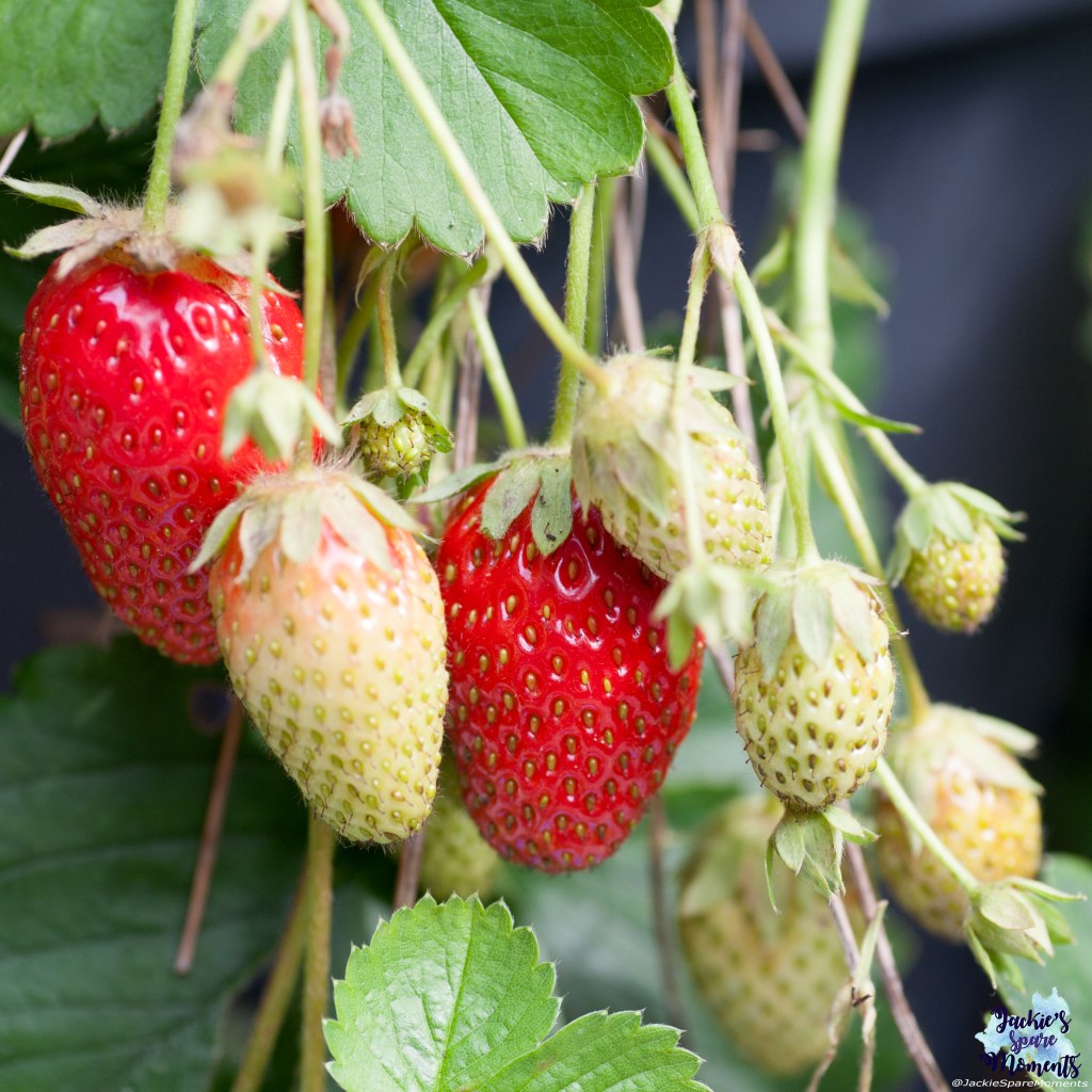 Strawberries from our own garden