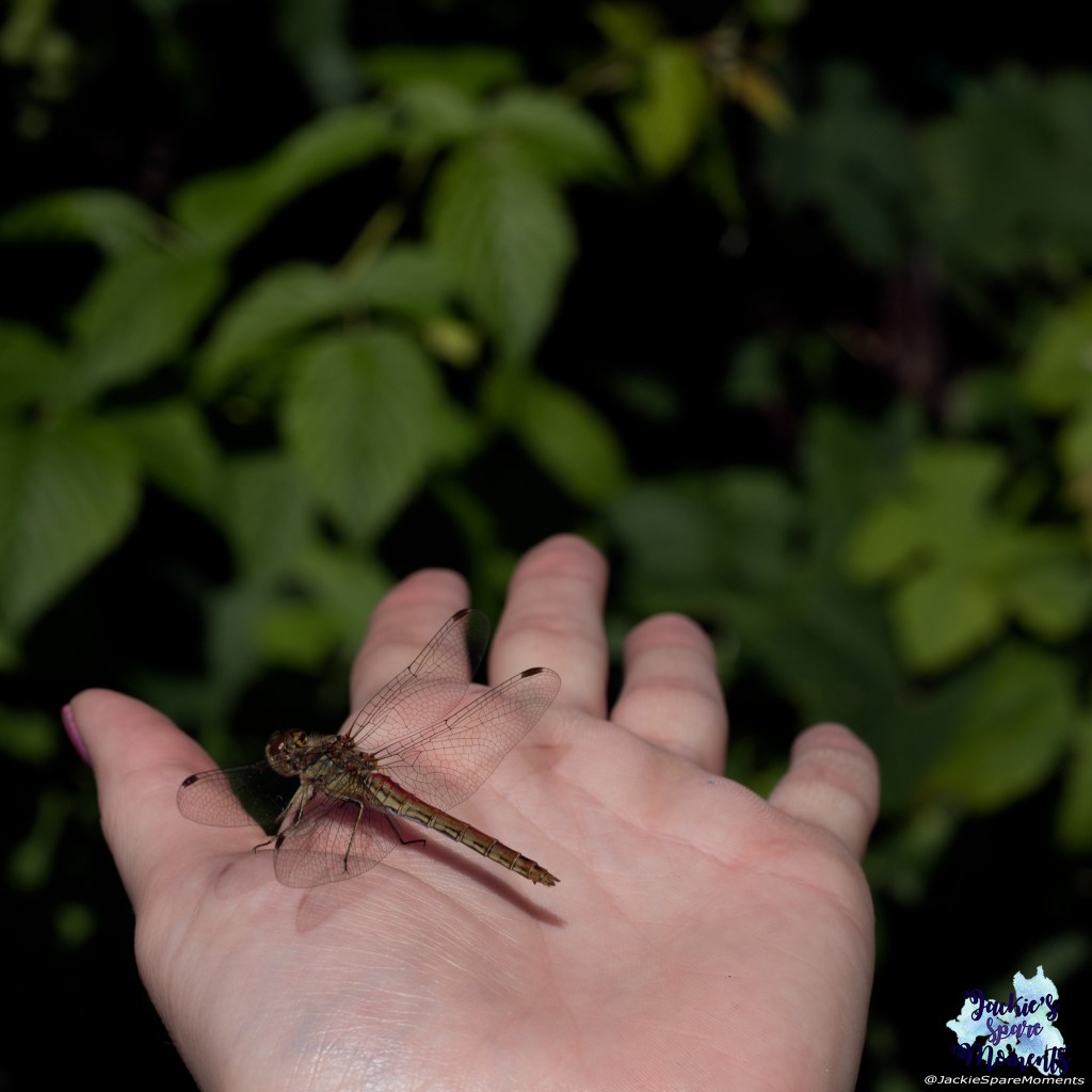 A dragonfly landed on my hand!!!!!!