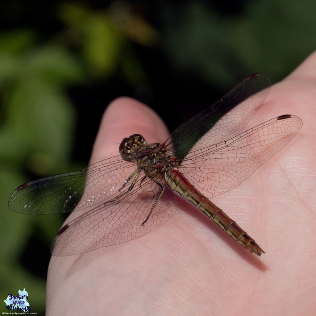 Dragonfly on my hand (detail)