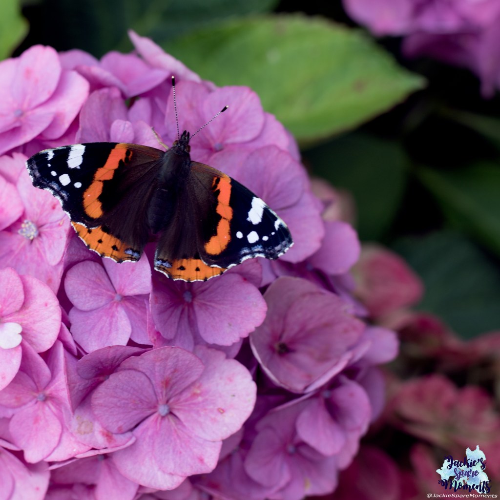 Butterfly on hydrangea bush. Atalanta or red admiral butterfly.
