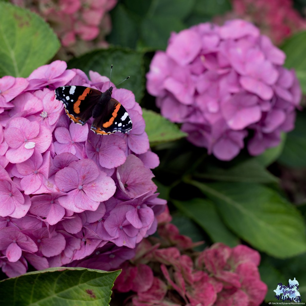 Red admiral butterfly on hydrangea bush