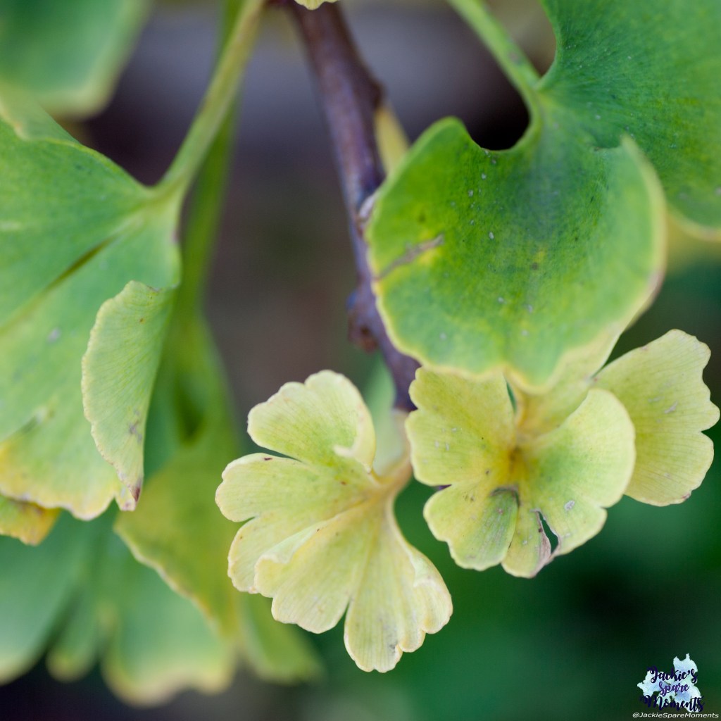 Our tiny Ginkgo biloba in fall