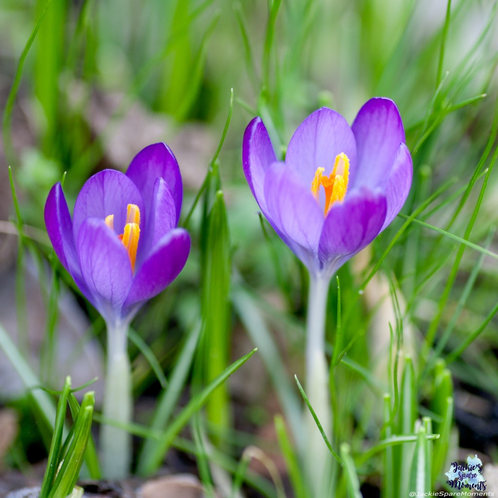 Crocusses, krokussen