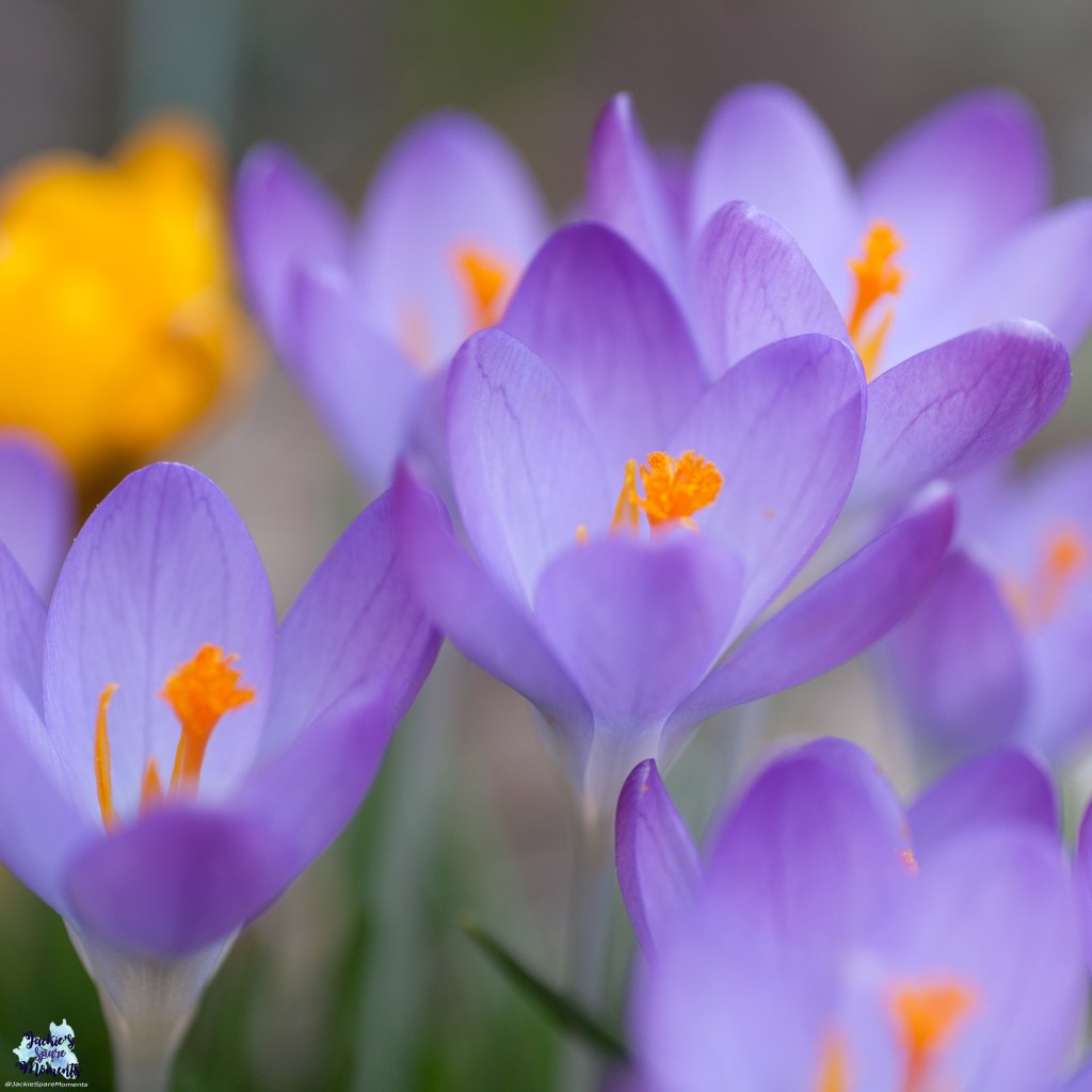 Krokussen, crocusses