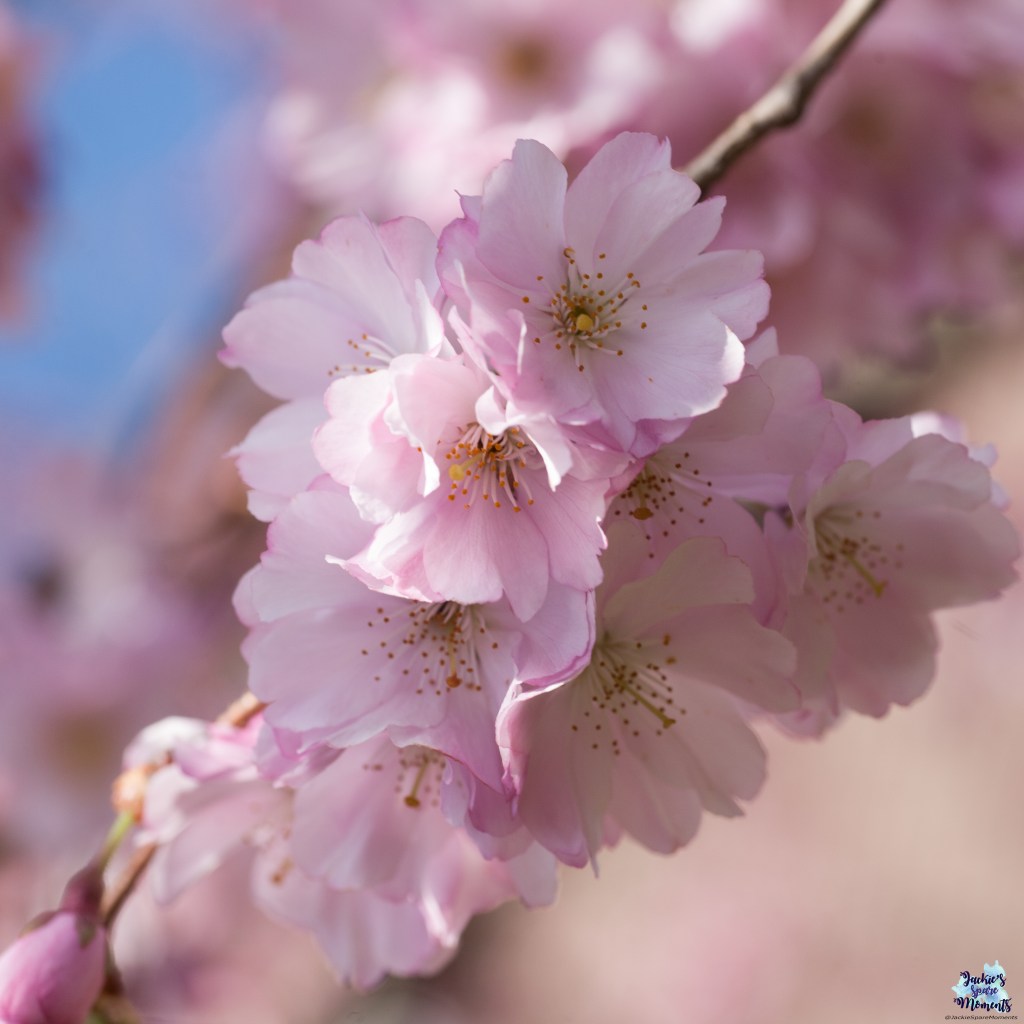 Japanse sierkers / cherry blossom